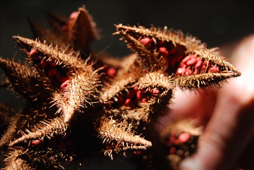 We went to a carpenters workshop. Turmeric is what they use to paint their wood.
