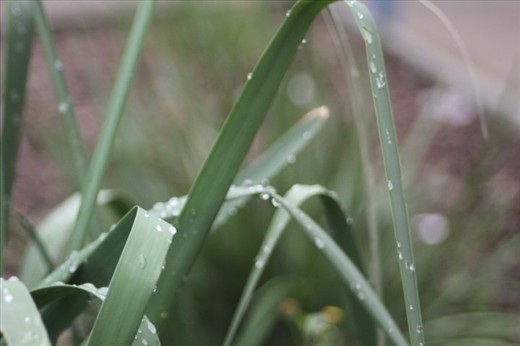 I took this is grade 12 while playing with my teachers camera.