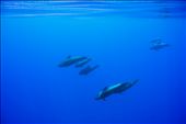 Only a whale school surpass the one, enjoy the moment cause soon they're gone.: by the-unknown-place, Views[269]