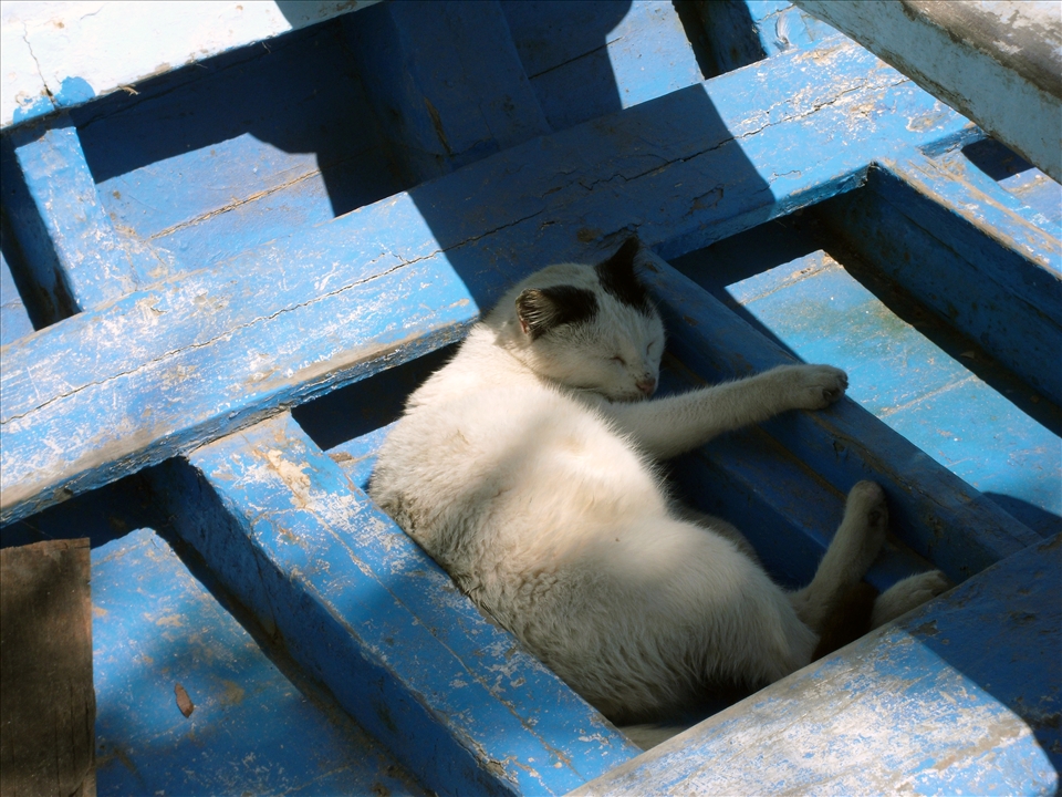 Nap Time for the Cat on a No Fishing day
