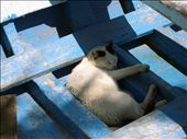 Nap Time for the Cat on a No Fishing day: by the_bee, Views[302]