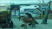 Dog on a Donkey in Dingle: by the_life_of_lady_laura, Views[412]