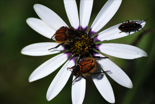 Beetles on a Daisy, Darling Renosterveld Reserve