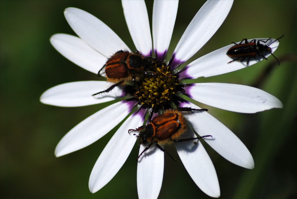 Beetles on a Daisy, Darling Renosterveld Reserve