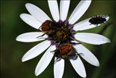 Beetles on a Daisy, Darling Renosterveld Reserve: by the_nomadic_ecologist, Views[339]