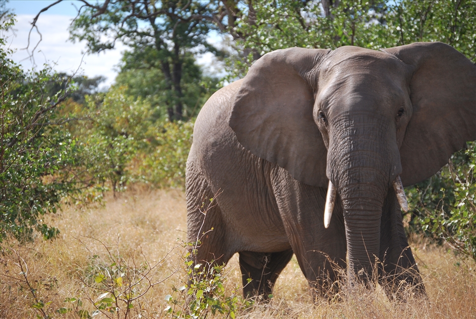 The Majestic African Elephant, Kruger National Park