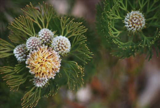 Serruria (Fynbos), Kirstenbosch Botanical Garden