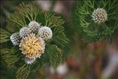 Serruria (Fynbos), Kirstenbosch Botanical Garden: by the_nomadic_ecologist, Views[264]