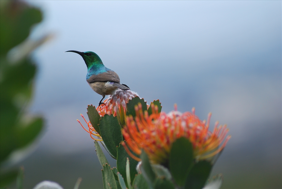 Southern Double-collared Sunbird, Kirstenbosch Botanical Gardens