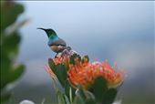 Southern Double-collared Sunbird, Kirstenbosch Botanical Gardens: by the_nomadic_ecologist, Views[348]