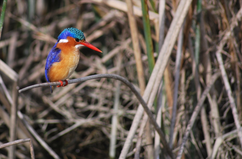 Malachite Kingfisher, Rietvlei Nature Reserve
