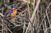 Malachite Kingfisher, Rietvlei Nature Reserve: by the_nomadic_ecologist, Views[347]