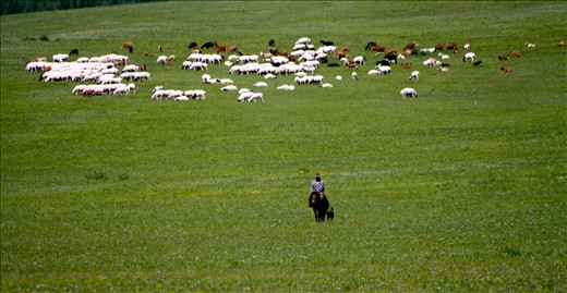 A nomad and his dog ride across the Steppe away from a herd of cattle and sheep