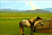 Two Horses tied up in a paddock, in front of the first rays of a rainbow: by the_steppe, Views[285]