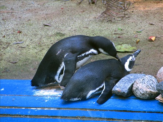 Rio de Janeiro, 2015
