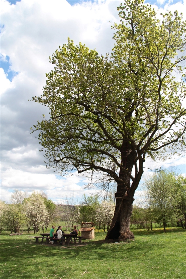Visitors rest beneath 200-year old oak trees near Obrenovac, Serbia