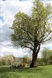 Visitors rest beneath 200-year old oak trees near Obrenovac, Serbia: by the_wolfe, Views[265]