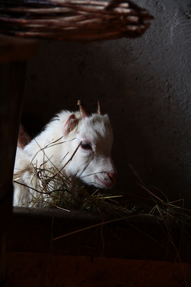 The new kid in the stable