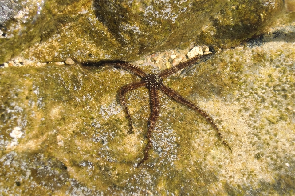 defense: starfish on a comouflage