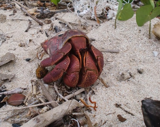 If I could be this free, then I call it my home. - the biggest hermit crab I've seen.