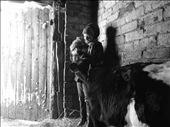 A 12 year old village girl is smiling shyly and firmly holds her best friend. The calf curiously tries to smell the kitten. The little trio is tranquil and in peace. : by thebarn, Views[866]