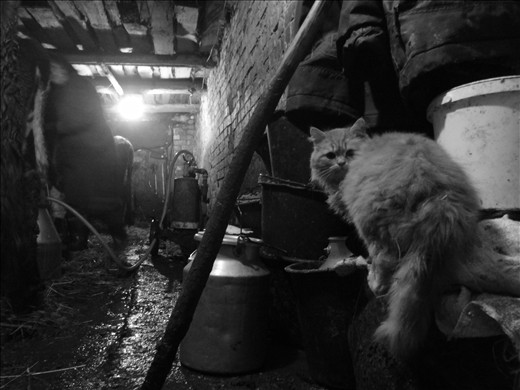 Milk tasting. During the milking of the cows (which happens twice a day at 6am and 6pm) one of the inhabitants of the barn sits on the milk cans and the buckets patiently waiting for his share of fresh milk. 