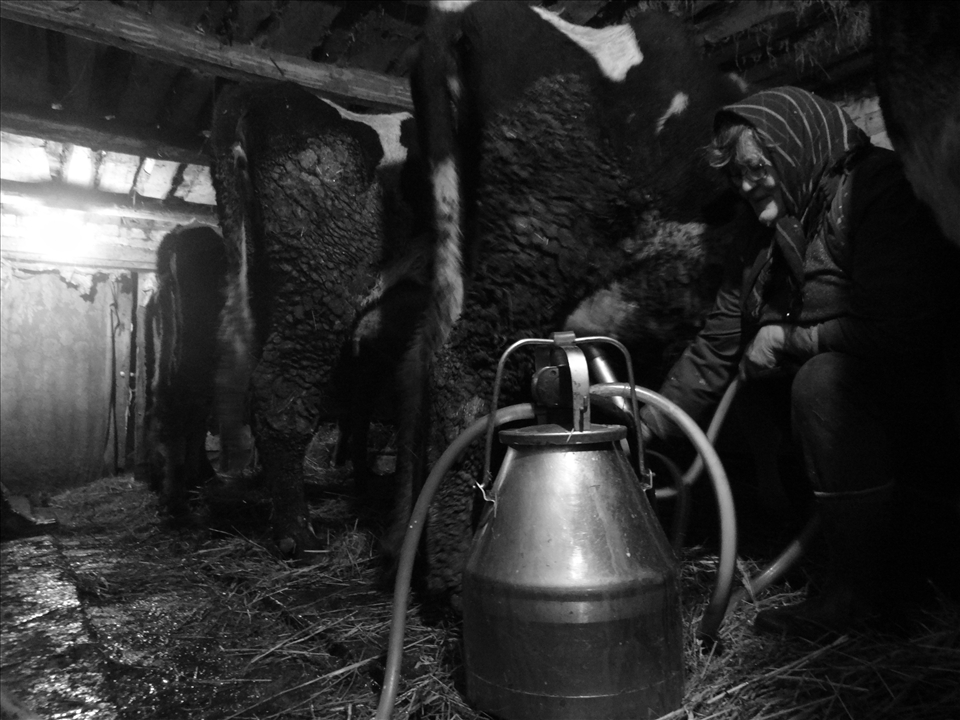 Sparkle of contentment can be seen on a milkmaid’s face- recently purchased automated milking machine certainly makes the whole process faster and easier. And most important, even though taking care of the animals for 7 years already is a hard work (back pains due to milking of the cows, lifting heavy milk buckets; overall dirty working environment)  a deep connection between them and a milkmaid was developed. Love and affection can be felt in the barn. 