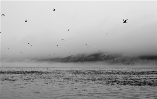 Lunch time at the Fjord Saguenay
