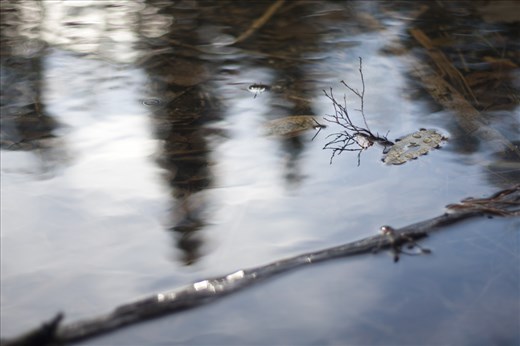 Flying tree on a leaf-cloud, Lac Sarrazin