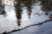 Flying tree on a leaf-cloud, Lac Sarrazin: by thebeholder, Views[291]