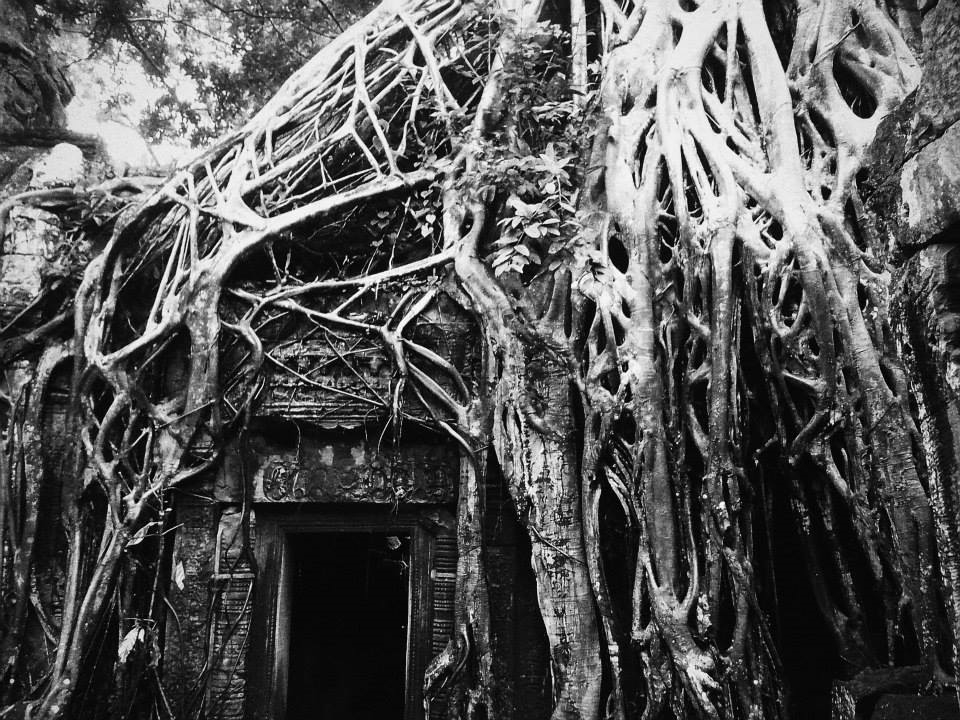The Roots of Ta Prohm Temple