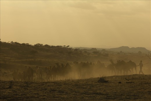 On an earth that would one day disappear into the Sky - 

I met this huge flock of Camels returning. I asked myself, but where to? May be the man behind them suddenly changed his mind; maybe he overheard one of the camels whispering to the other that they still haven’t seen them all. May be the man behind them overheard this, and decided to continue their journey.
