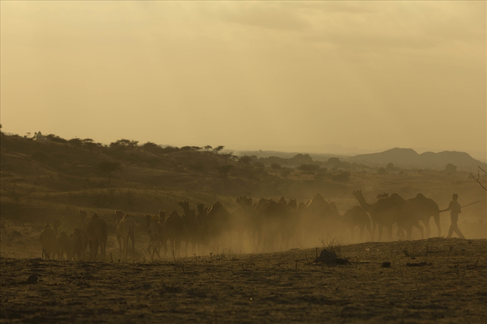 On an earth that would one day disappear into the Sky - 

I met this huge flock of Camels returning. I asked myself, but where to? May be the man behind them suddenly changed his mind; maybe he overheard one of the camels whispering to the other that they still haven’t seen them all. May be the man behind them overheard this, and decided to continue their journey.
