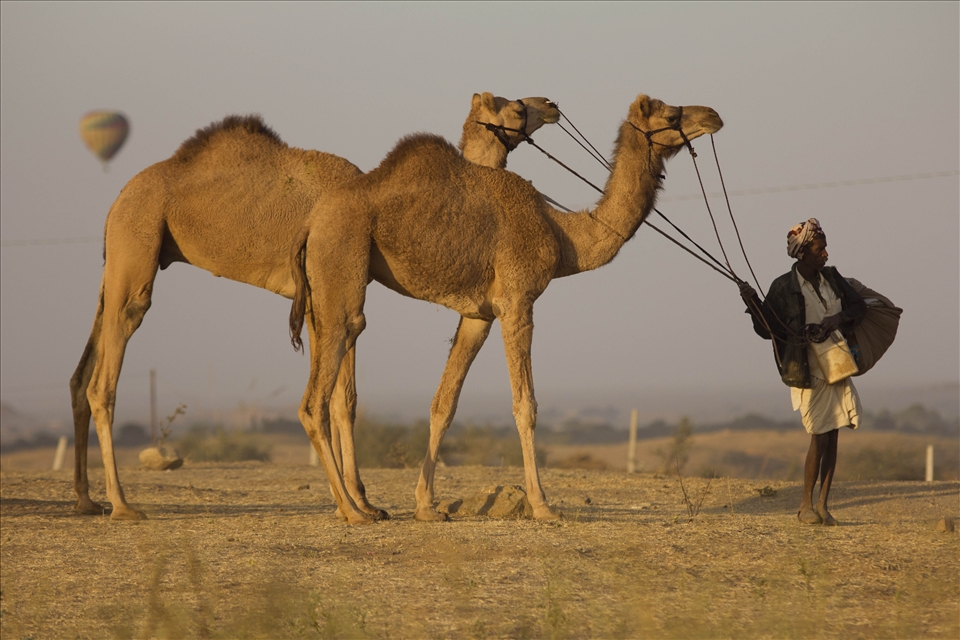Ships, Balloons and Footsteps - 
A camel seller in Pushkar; looking at a bird that is flying in the distance, while my camera just skipped a heartbeat. In Pushkar, Camels are not sold or bought; they are just handed over to the right one who wants to cross that longest of distance.
