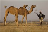 Ships, Balloons and Footsteps - 
A camel seller in Pushkar; looking at a bird that is flying in the distance, while my camera just skipped a heartbeat. In Pushkar, Camels are not sold or bought; they are just handed over to the right one who wants to cross that longest of distance.
: by thecamels, Views[1153]
