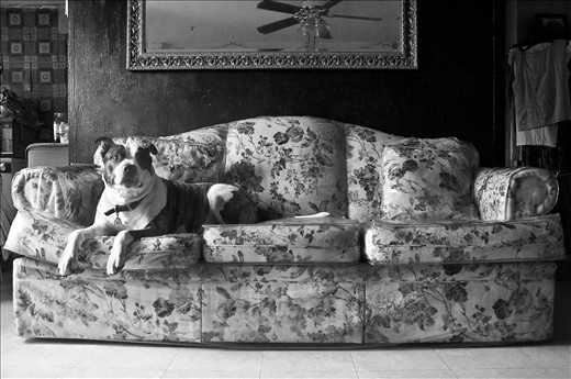 This is my friend's grandmother's Dog 