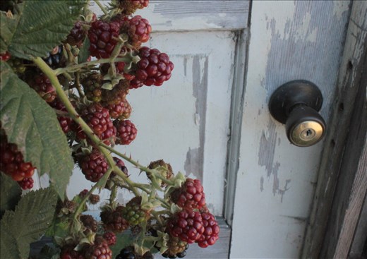 Along the Oregon coast there are a plethora of Himalayan Blackberries. They are considered an invasive species but are quite delicious. I found these berries growing over the door of an abandoned building. It reminded me just how quickly nature can reclaim what it has lost. The door seems simple, but we are the only species that has created the door, so to me it symbolizes civilization.  The berries are invasive, but who invaded who first?
