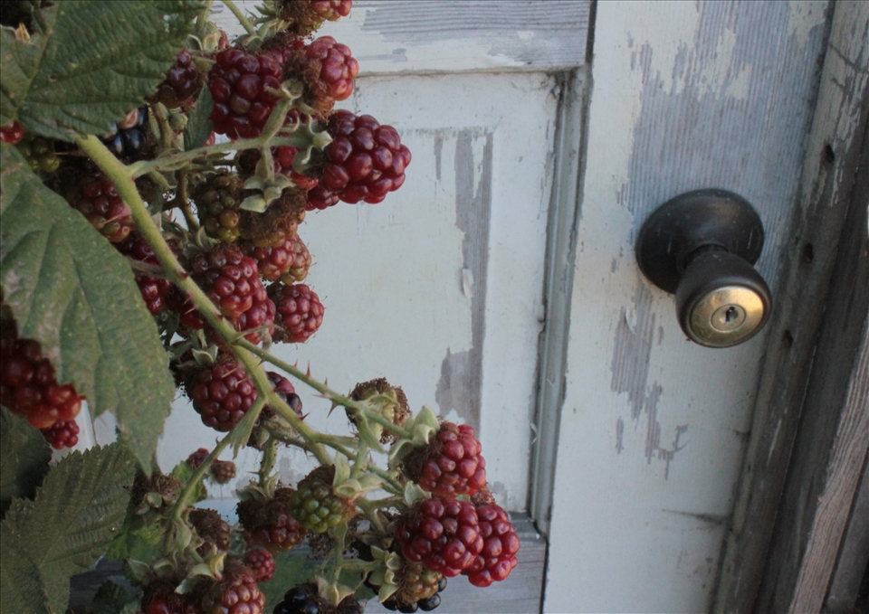 Along the Oregon coast there are a plethora of Himalayan Blackberries. They are considered an invasive species but are quite delicious. I found these berries growing over the door of an abandoned building. It reminded me just how quickly nature can reclaim what it has lost. The door seems simple, but we are the only species that has created the door, so to me it symbolizes civilization.  The berries are invasive, but who invaded who first?