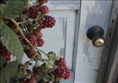 Along the Oregon coast there are a plethora of Himalayan Blackberries. They are considered an invasive species but are quite delicious. I found these berries growing over the door of an abandoned building. It reminded me just how quickly nature can reclaim what it has lost. The door seems simple, but we are the only species that has created the door, so to me it symbolizes civilization.  The berries are invasive, but who invaded who first?: by theeyesofike, Views[212]
