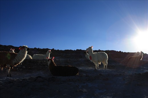 High High Up in the Sky - Altitude Plains, Bolivia 