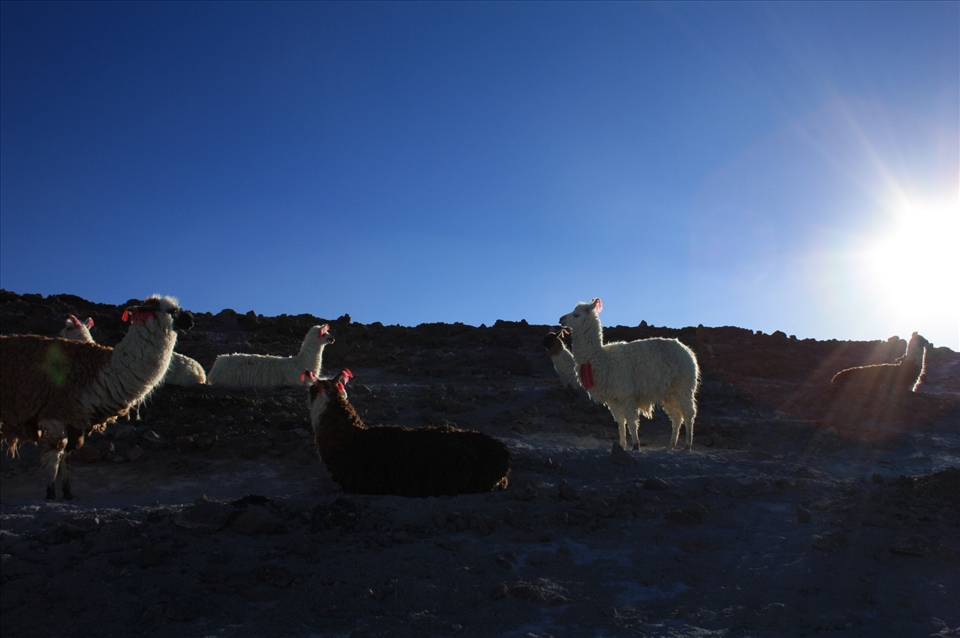 High High Up in the Sky - Altitude Plains, Bolivia 