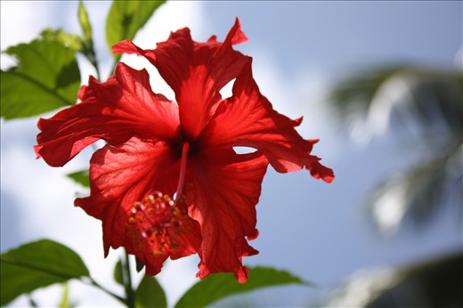 Up and Awake - A Fruitful Sky, Tikal, Guatemala 