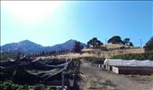 the garden: by thegreatchubby, Views[155]
