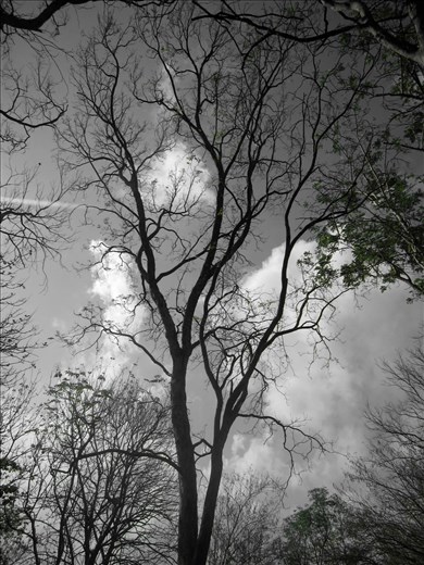 then humans began to ruin