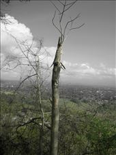 it was green for the first time: by thegreenuniverse, Views[248]