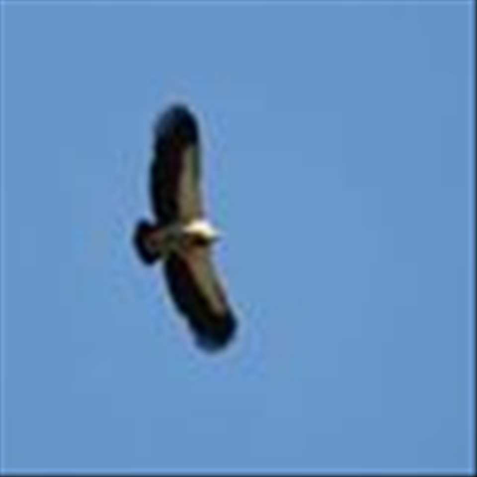 Like this eagle my spirit flies high!No-one can stop me,no one can hold me back.