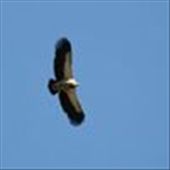 Like this eagle my spirit flies high!No-one can stop me,no one can hold me back.: by thejourney, Views[303]