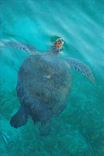 Green Turtle in Derawan Islands, East Borneo, Indonesia