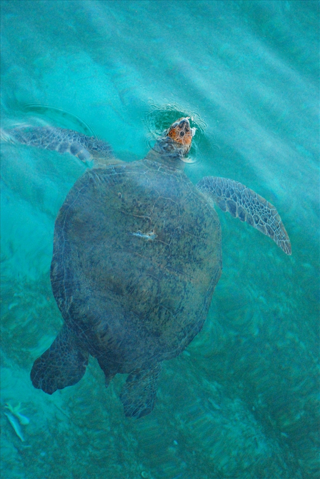 Green Turtle in Derawan Islands, East Borneo, Indonesia
