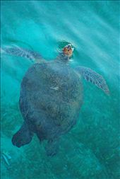 Green Turtle in Derawan Islands, East Borneo, Indonesia: by thejourneyman, Views[427]